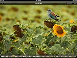 Apple iPad