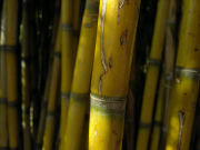 Nokia N8 camera sample