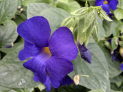 Nokia N8 camera sample