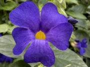 Nokia N8 camera sample