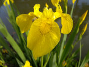 Nokia N8 camera sample