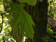Nokia N8 camera sample
