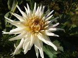 12 megapixel shootout
