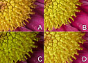 5 megapixel face-off: Vox populi - read the full text