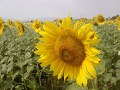 LG KC550 vs KF750 Secret camera samples