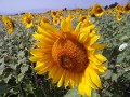LG KC550 vs KF750 Secret camera samples