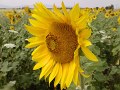 LG KC550 Camera samples