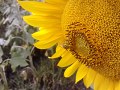 LG KC550 Camera samples