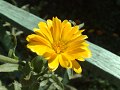 Nokia N95 photos