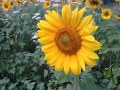 Nokia 6210 Navigator camera samples