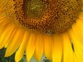 Nokia 6210 Navigator camera samples
