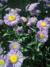 Nokia 6303 camera sample