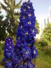 Nokia 6303 camera sample