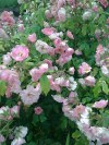 Nokia 6303 camera sample