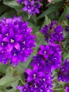 Nokia 6303 camera sample