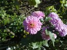 Nokia N97 mini camera sample