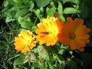 Samsung B7610 OmniaPRO camera sample