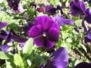 Samsung B7610 OmniaPRO camera sample