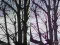 Samsung G800 vs. SE K850 crops
