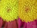 Samsung G800 vs. SE K850 crops