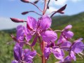 Samsung i8510 INNOV8 camera sample