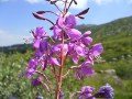 Samsung i8510 INNOV8 camera sample