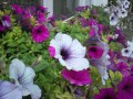 Samsung i900 Omnia camera sample