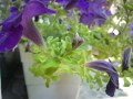 Samsung i900 Omnia camera sample