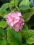 Samsung i900 Omnia camera sample