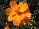 Samsung S5560 Marvel camera sample
