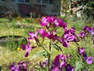Samsung S8300 camera samples