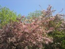 Samsung S8300 camera samples