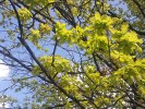 Samsung S8300 camera samples