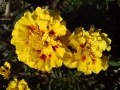 Sony Ericsson K810 camera photos