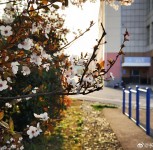 Huawei P40 Pro Premium camera samples