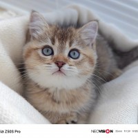 nubia Z50S Pro camera samples