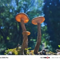 nubia Z50S Pro camera samples