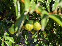 Telephoto camera vivo X200 Ultra - f/2.3, ISO 50, 1/254s - News 25 09 Cameraphone vs. Foldable  review