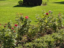 Telephoto camera Oppo Find N5 - f/2.7, ISO 50, 1/100s - News 25 09 Cameraphone vs. Foldable  review