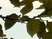 OnePlus 15 120x zoom camera samples (f/2.8, ISO 50, 1/304s)