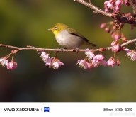 Vivo X300 Ultra telefoto kamera örneği
