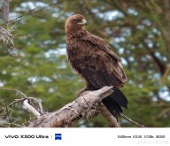 Vivo X300 Ultra telefoto kamera örneği