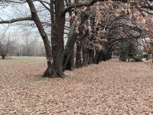 2x zoom daylight samples - f/1.9, ISO 135, 1/100s - Zte Axon 20 5g review