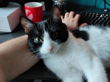 Main camera daylight samples - f/1.9, ISO 488, 1/25s - Zte Axon 20 5g review