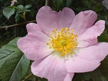 Daylight samples, 'macro' camera - Poco F6 Pro review