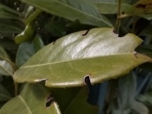 Redmi Note 13 4G: 2MP macro camera samples - Redmi Note 13 4G review