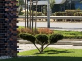 Daylight comparison, telephoto camera (8x): iPhone 16 Pro - f/2.8, ISO 50, 1/537s - iPhone 17 Pro Max vs. iPhone 16 Pro Max