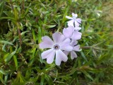 Macro camera photos - Samsung Galaxy A26 review