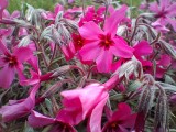 Macro camera photos - Samsung Galaxy A26 review