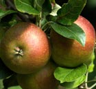 Apples